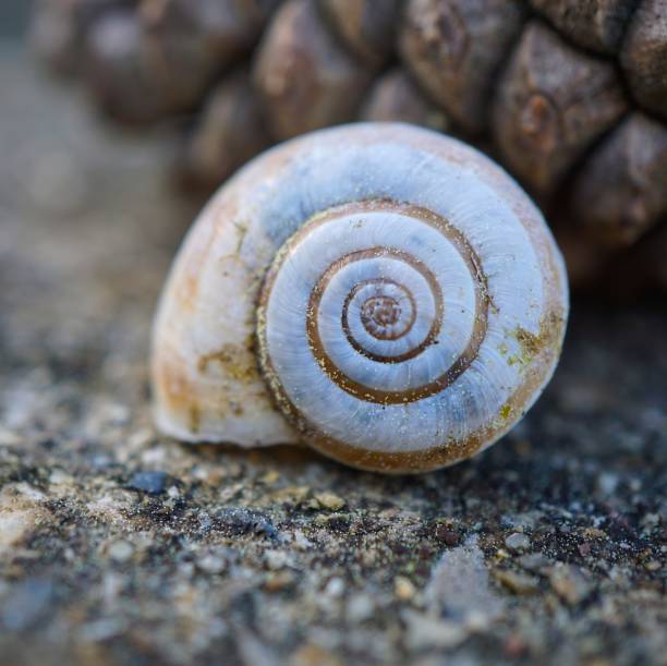 istock snail in the nature 1132248622
