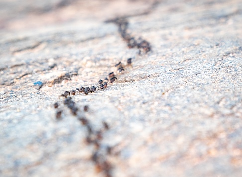 Colony of ants. A path of black ants. Ants in the garden of a private house