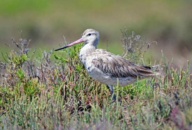 istock Newcastle NSW birding in estuary 1132248902