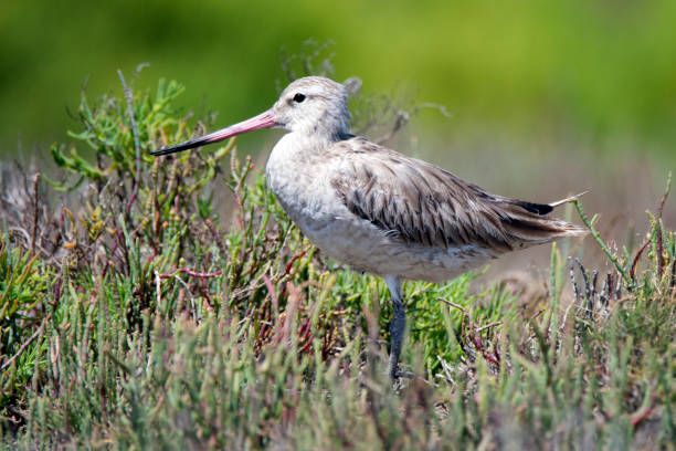 istock Newcastle NSW birding in estuary 1132248934