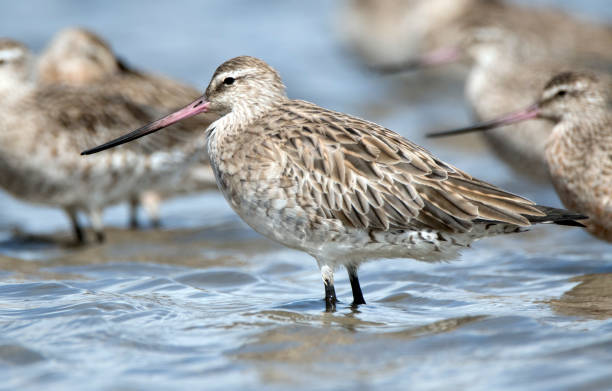 istock Newcastle NSW birding in estuary 1132248964