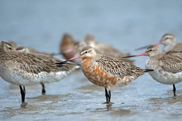 istock Newcastle NSW birding in estuary 1132249003