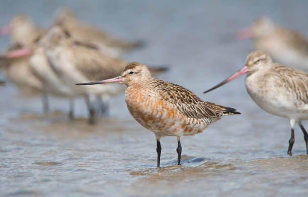 istock Newcastle NSW birding in estuary 1132249572