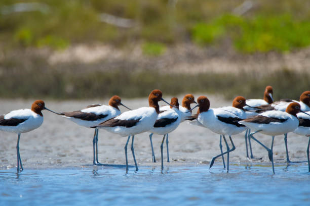 istock Newcastle NSW birding in estuary 1132250200