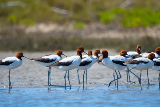 Newcastle NSW birding in estuary stock photo