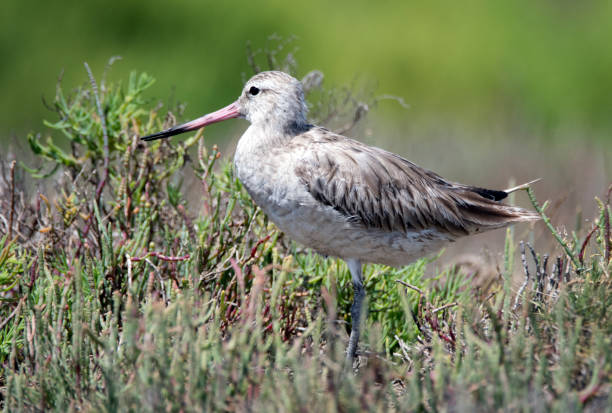 istock Newcastle NSW birding in estuary 1132250201
