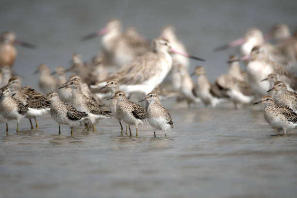 istock Newcastle NSW birding in estuary 1132250212