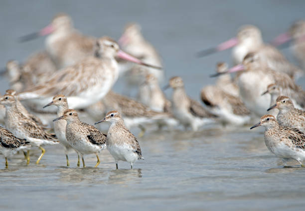 istock Newcastle NSW birding in estuary 1132250281