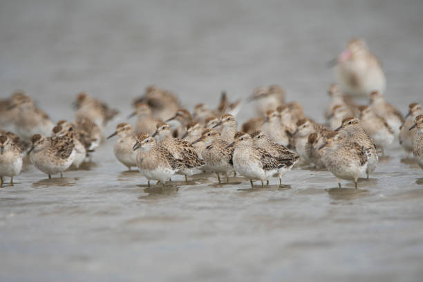 istock Newcastle NSW birding in estuary 1132250285