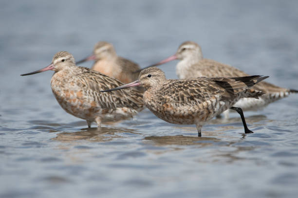 istock Newcastle NSW birding in estuary 1132250306