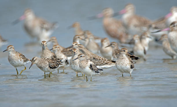 istock Newcastle NSW birding in estuary 1132250398