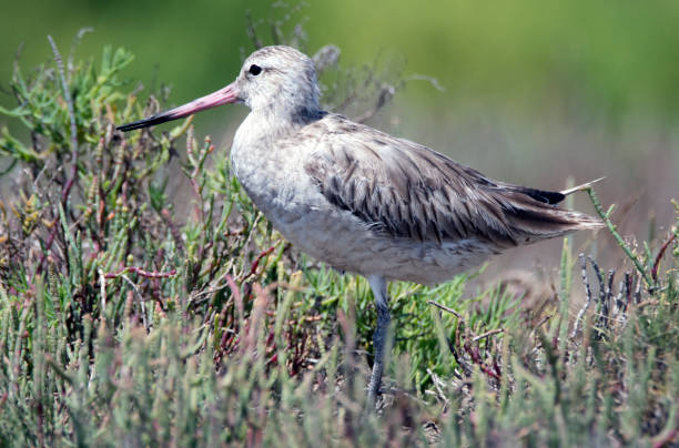 istock Newcastle NSW birding in estuary 1132250455