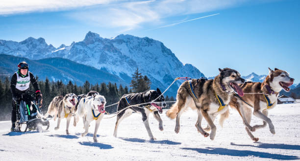 dog sleigh race Wallgau - Germany, February 17: Participant of a dog sled race in front of the european alps on February 17, 2019 in Wallgau bavarian alps photos stock pictures, royalty-free photos & images