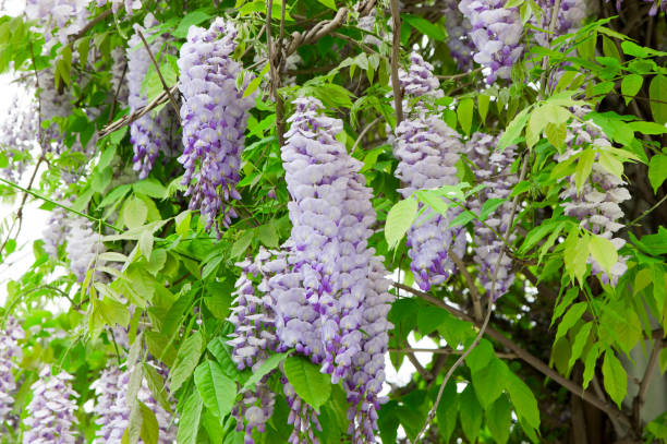 istock flowering wisteria 1132252136