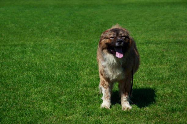 Dog of breed Caucasian Shepherd in the park