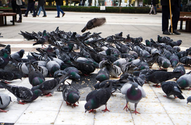 istock pigeons and foots 1132254484