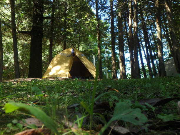 istock Yellow camping tent in front a row of trees, Eastern Townships, Quebec 1132256062