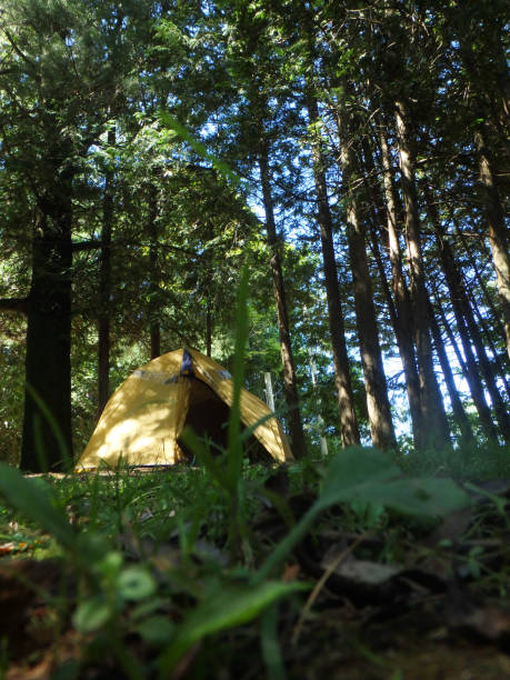 istock Yellow camping tent in front a row of trees, Eastern Townships, Quebec 1132256068