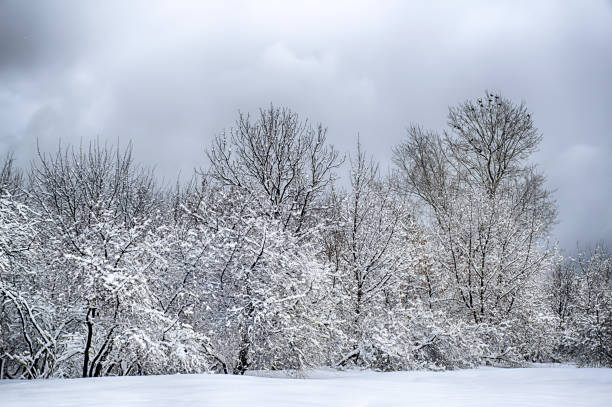 istock dramatic winter snow landscape forest snow on branches vignetting hdr photo 1132256206