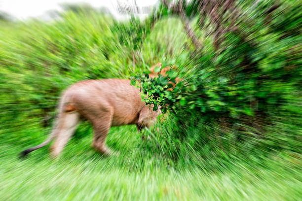 istock Wild African Lion hunting at wildlife 1132257957