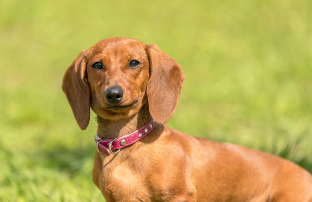 istock Dachshund dog in the park 1132258054
