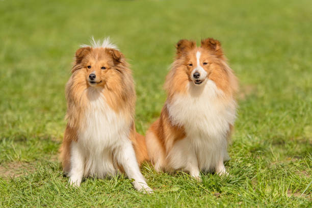 istock Shetland sheepdog in the park 1132258055