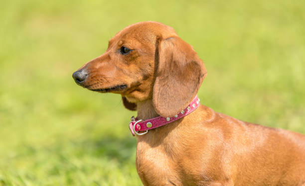 istock Dachshund dog in the park 1132258065