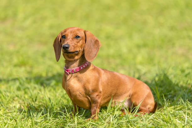 istock Dachshund dog in the park 1132258077