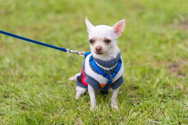 istock White Chihuahua dog 1132258104