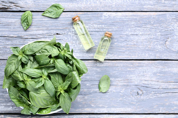 Bottles of essential oil with basil leafs in bowl on gray wooden table stock photo