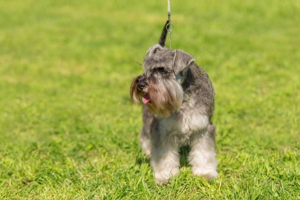 istock Fox terrier in the green park 1132258222