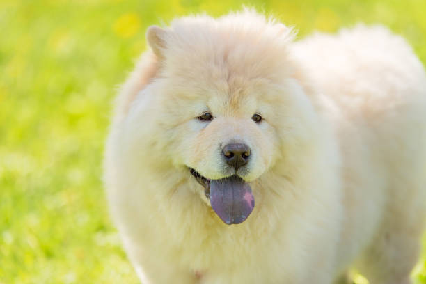 istock White chow chow dog in the green park 1132258232