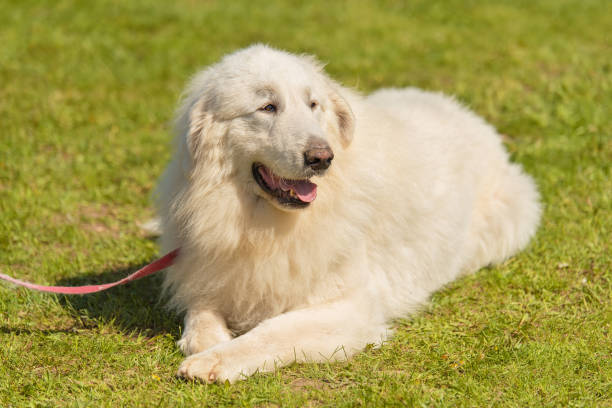 istock Great Pyrenees dog in the park 1132258237