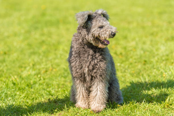istock Brown terrier dog in the park. 1132258242