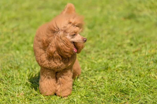 istock Poodle dog in the green park 1132258275