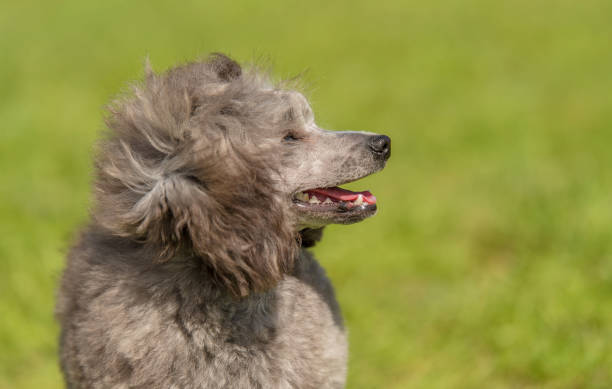 istock Poodle dog in the green park 1132258290