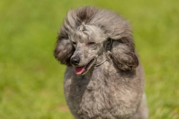 istock Poodle dog in the green park 1132258292