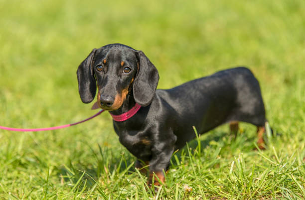 istock Dachshund dog in the park 1132258300