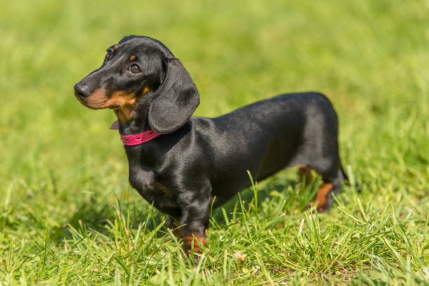 istock Dachshund dog in the park 1132258301