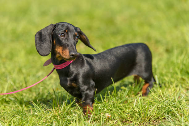 istock Dachshund dog in the park 1132258306
