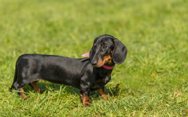 istock Dachshund dog in the park 1132258308