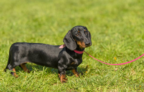 istock Dachshund dog in the park 1132258313