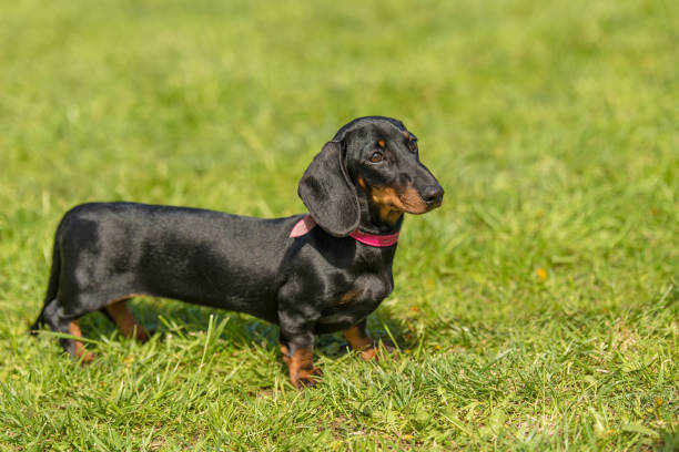 istock Dachshund dog in the park 1132258314