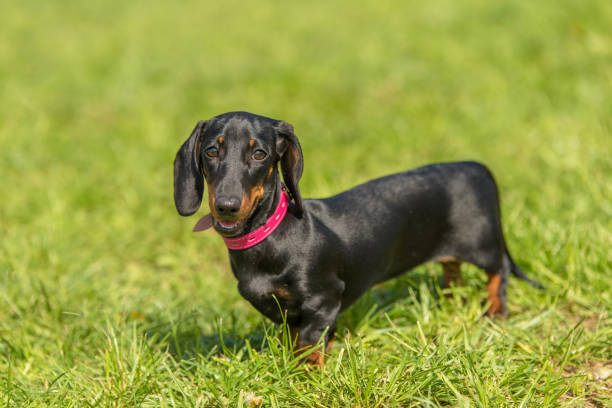 istock Dachshund dog in the park 1132258321