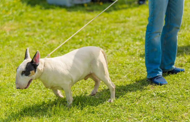 istock Bull terrier with owner in the park 1132258323