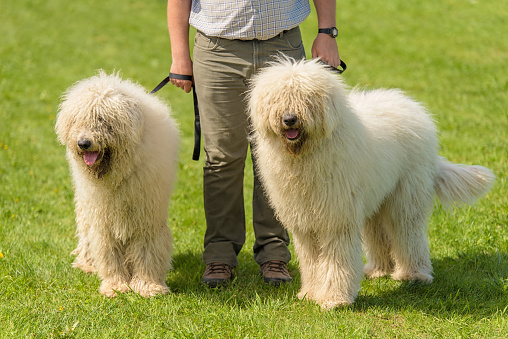 Hungarian komondor dogs with owner in the park