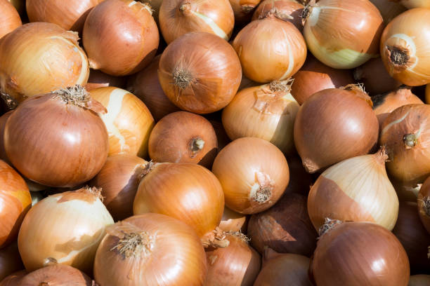 istock As shot fresh onion photo 1132258666