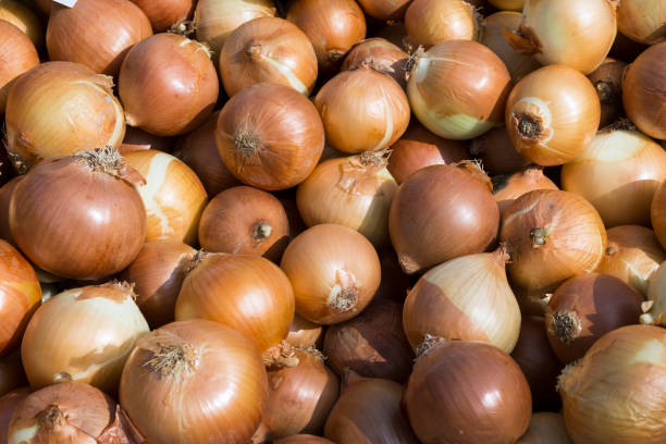 istock As shot fresh onion photo 1132258682