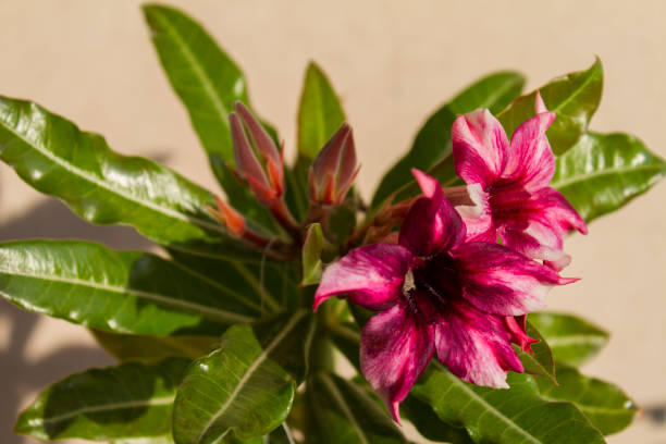istock Flower adenium obesum blooms. 1132259024