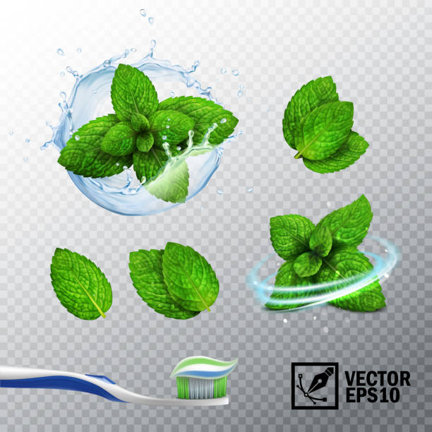 kuvapankkikuvitukset aiheesta 3d realistinen vektorisarja, läpinäkyvä tilkka vettä mintun ituja, erilaisia vaihtoehtoja mintunlehtiä, tuore pyörremyrsky, hammasharja tahnalla - mint leaf culinary
